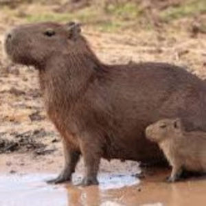 Meet your Posher, Maya